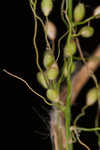 Lindheimer panicgrass